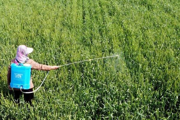 水稻种植生长后期的管理方法，注意病虫害的防治