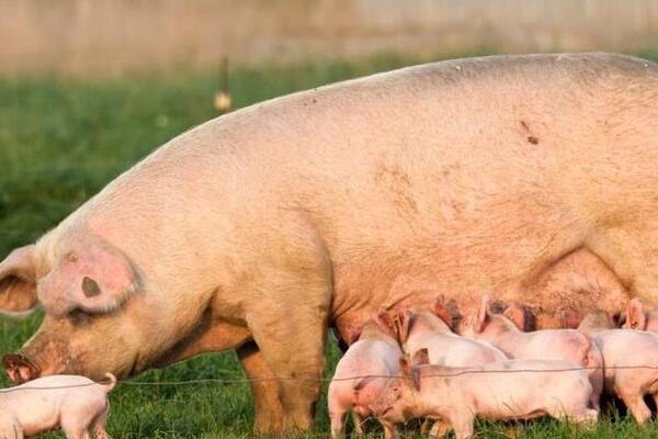 母猪一直不发情是怎么回事，营养过于单一会导致不发情
