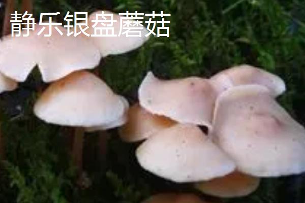 山西省静乐县的特产，银盘蘑菇是野生食用菇中的娇娇者