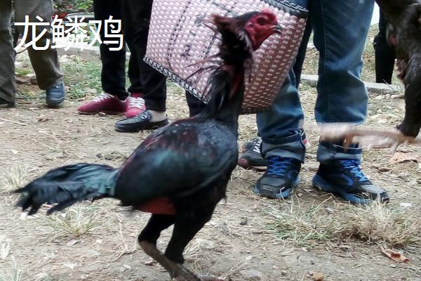 中国观赏鸡品种介绍，有些观赏鸡还可以食用