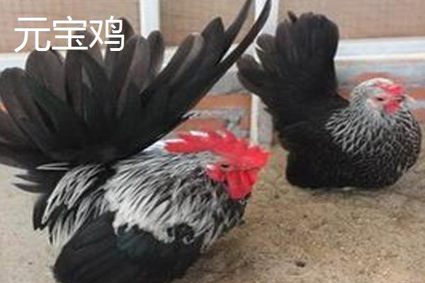 中国观赏鸡品种介绍，有些观赏鸡还可以食用