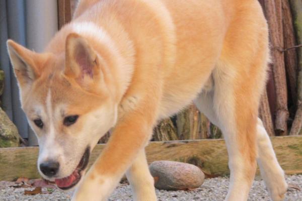 日本秋田犬好养吗，性格沉着温顺非常好养