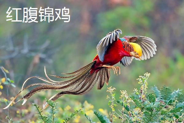 中国观赏鸡品种介绍，有些观赏鸡还可以食用