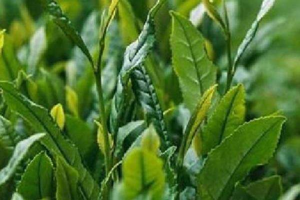 无性繁殖的特点，没有受精过程