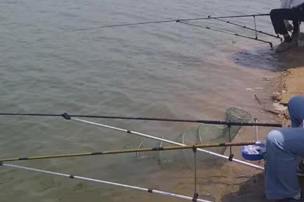 浮钓鲢鳙的技巧和方法，夏季是钓鲢鳙的黄金时间