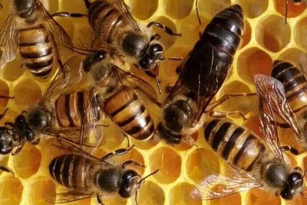 蜂王为什么比工蜂活得长，二者的食物不同且职责不同