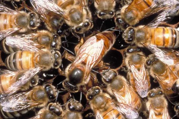 蜂王为什么比工蜂活得长，二者的食物不同且职责不同