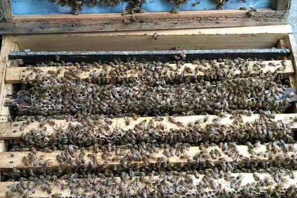 蜜蜂秋繁21天能不能安全过冬，秋繁时间过短、一般无法安全越冬