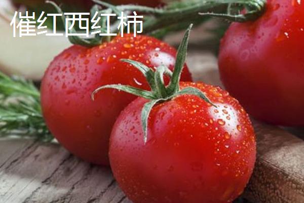 西红柿和圣女果有什么区别，主要是外观和颜色有差异