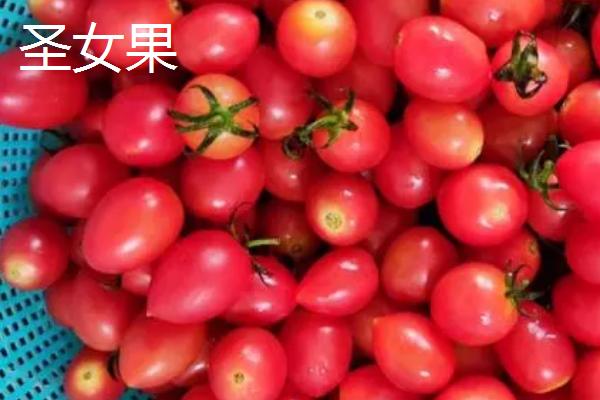 西红柿和圣女果有什么区别，主要是外观和颜色有差异