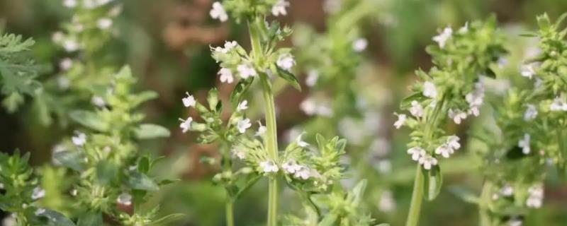 百里香的开花时间，主要集中在6-8月份