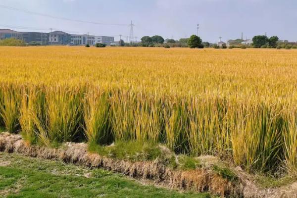吉农大673水稻的特征特性，从出苗到成熟大概需要151.4天