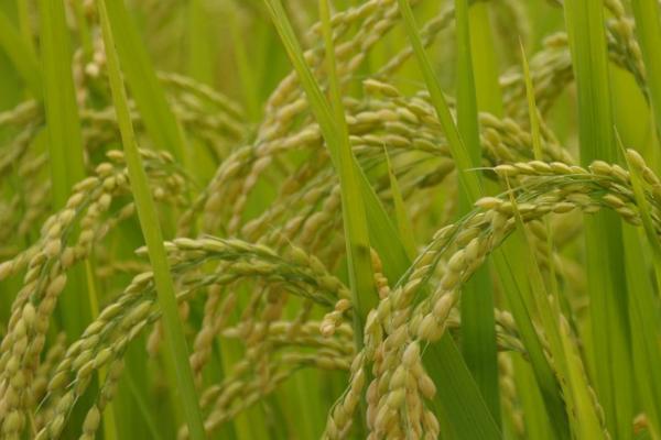 吉农大673水稻的特征特性，从出苗到成熟大概需要151.4天