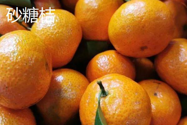 哪个品种的柑橘最好吃，这6种你吃过几种