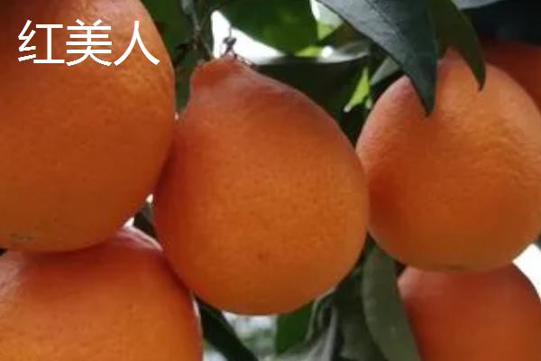 哪个品种的柑橘最好吃，这6种你吃过几种