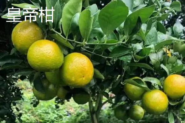 哪个品种的柑橘最好吃，这6种你吃过几种