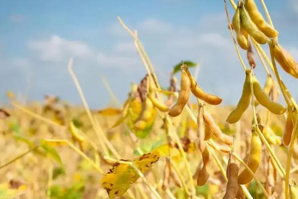 中黄106大豆种子简介，种植密度每亩5万株左右