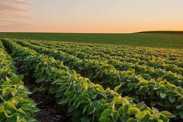 中黄106大豆种子简介，种植密度每亩5万株左右
