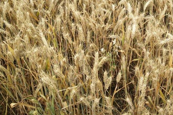 瑞麦58小麦种子介绍，需适当增加播种量