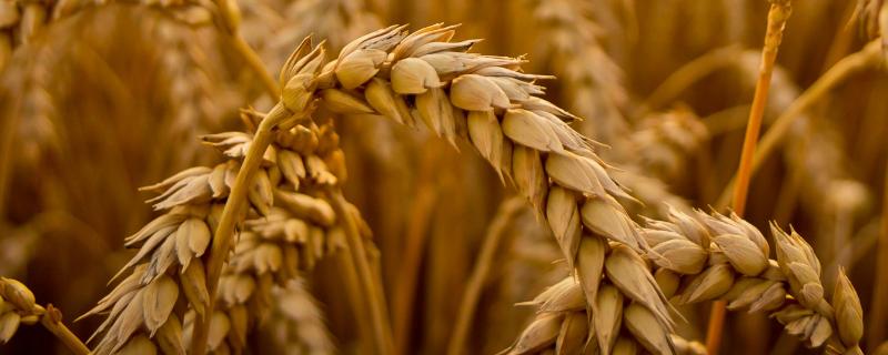 天赐137小麦品种的特性，足墒播种