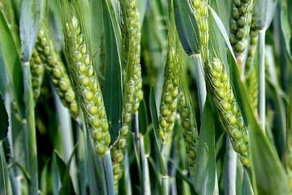 沃麦33小麦种子介绍，该品种属冬性中熟品种