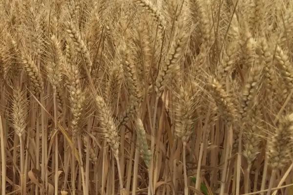 农艺596小麦种子特征特性，中抗赤霉病