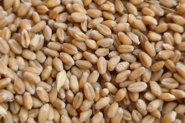 冀缘3949小麦种子特点，该品种属半冬性中熟品种