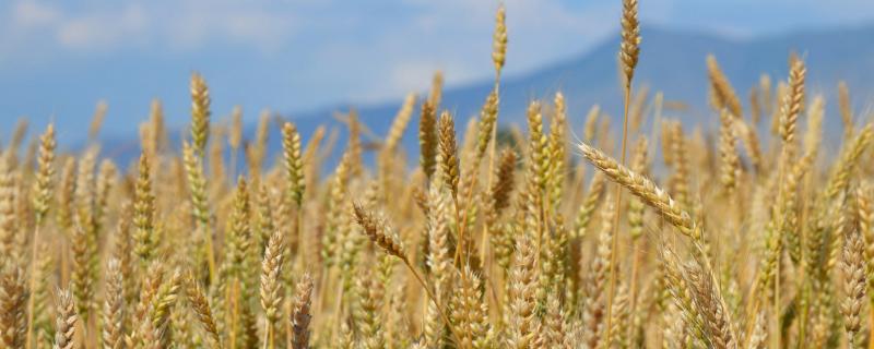 泊麦18小麦种子特征特性，平均生育期234天