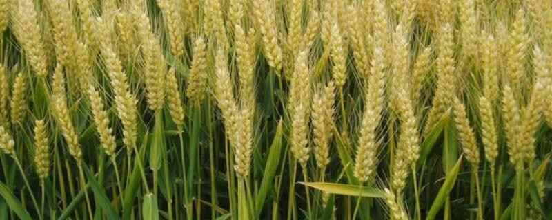 冀缘3949小麦种子特点，该品种属半冬性中熟品种