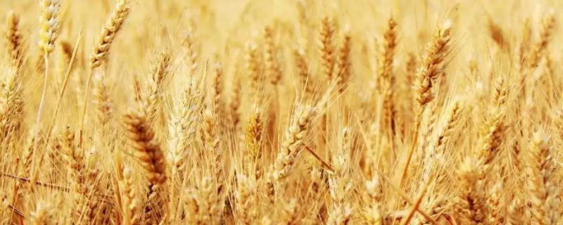 农艺596小麦种子特征特性，中抗赤霉病