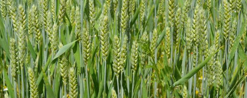 金禾16294小麦品种的特性，足墒播种