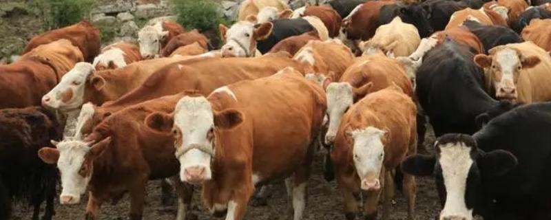 夏季养牛注意事项，准备饲料的时候一定要注意用量