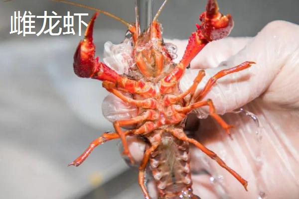 龙虾亲虾选择技术，雌雄比例为4-5：1