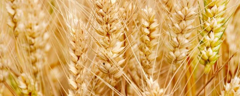 紫麦4179小麦品种的特性，生育期259天