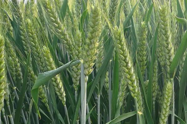 太麦2513小麦种子简介，小穗密度中。白粒、椭圆形