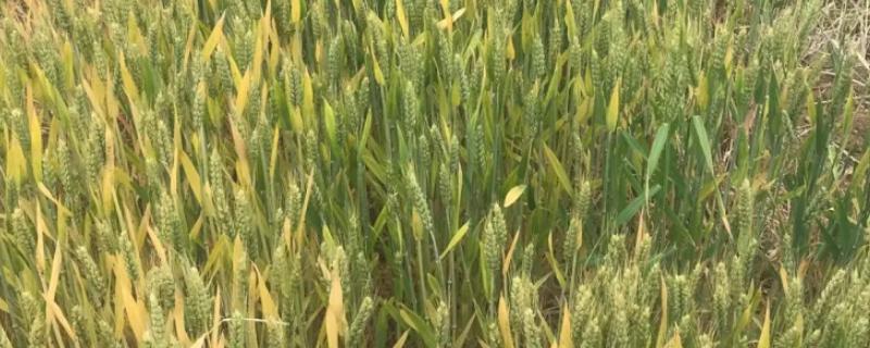 尧麦21小麦种子特征特性，小穗密度中