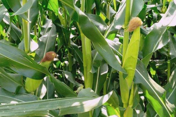 丰农单326玉米品种简介，中抗茎腐病（17.8%MR）