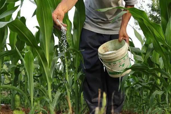 丰农单326玉米品种简介，中抗茎腐病（17.8%MR）