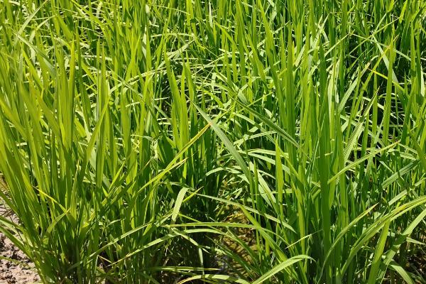 绥龙3号水稻种子特征特性，4月5日—4月15日播种