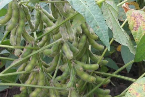 蒙科豆13大豆种子简介，播种期：5月上
