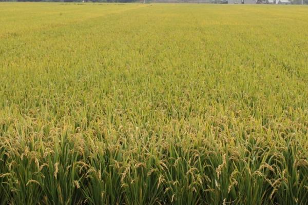 粳糯195水稻品种的特性，全生育期142.6天