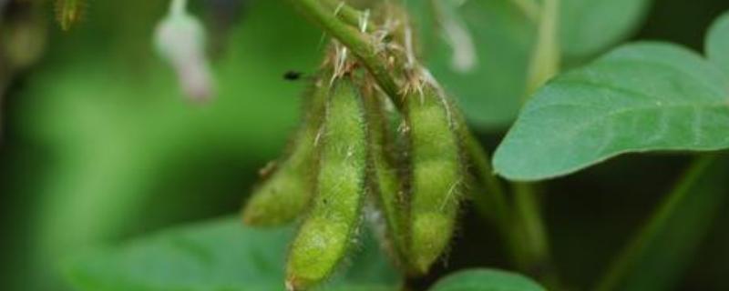 蒙科豆13大豆种子简介，5月上中旬播种