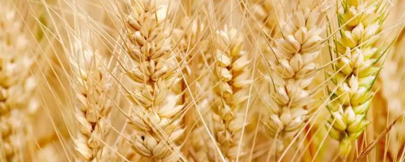 拉8645小麦品种简介，生育期90-97天