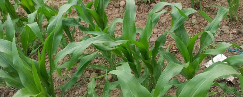 祺成996玉米品种的特性，适宜播种期4月下旬—5月上旬
