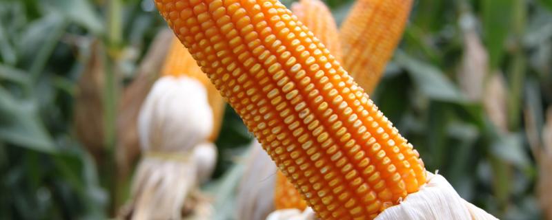 甜彩糯9号玉米种子特点，适宜在肥力中上等的地块种植