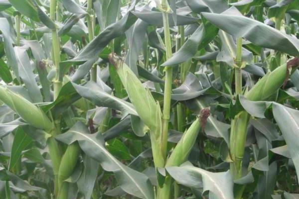 东科2183玉米种子简介，密度4000株/亩左右