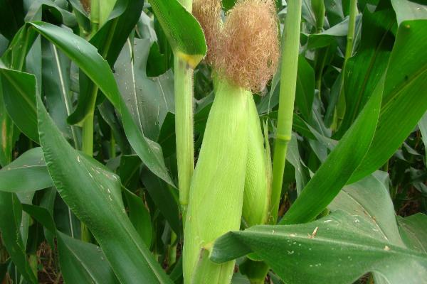 香甜糯938玉米品种简介，适宜在肥力中上等的地块种植