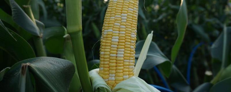 东科2183玉米种子简介，密度4000株/亩左右