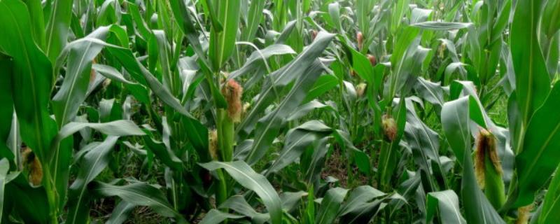 铭青763玉米种子特征特性，适宜在肥力中上等的地块种植