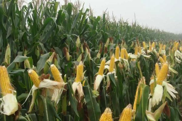 T3119D玉米种子特征特性，中抗丝黑穗病